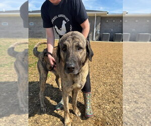Mutt Dogs for adoption in Evansville, IN, USA