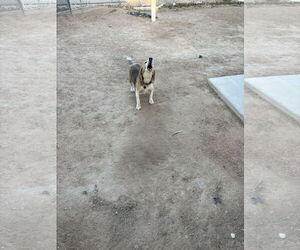 Beagle Dogs for adoption in Apple Valley, CA, USA