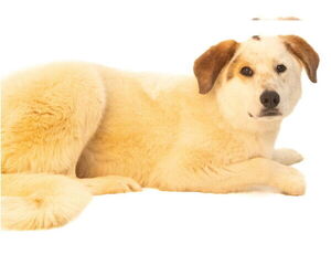 Great Pyrenees-Unknown Mix Dogs for adoption in Brooklyn Center, MN, USA