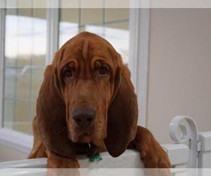 Bloodhound Dogs for adoption in Island Lake, IL, USA