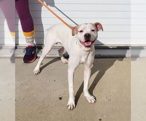 Mutt Dogs for adoption in Louisville, KY, USA