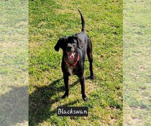 Mutt Dogs for adoption in Granbury, TX, USA