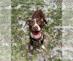 American Staffordshire Terrier Dogs for adoption in Fort Lauderdale, FL, USA