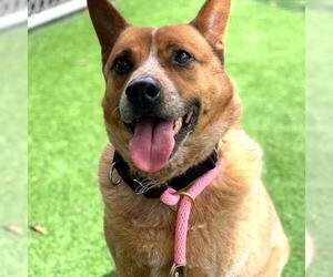 Mutt Dogs for adoption in Camarillo, CA, USA