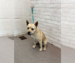 German Shepherd Dog-Unknown Mix Dogs for adoption in San Bernardino, CA, USA