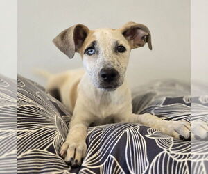 Mutt Dogs for adoption in Lakewood, CO, USA