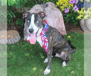 American Pit Bull Terrier Dogs for adoption in Oklahoma City, OK, USA