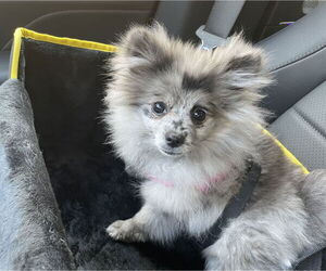 Pomeranian Dogs for adoption in St. Louis Park, MN, USA
