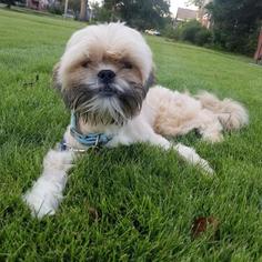 Lhasa Apso Dogs for adoption in Columbus, GA, USA