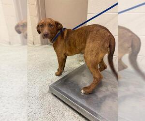 Rhodesian Ridgeback-Unknown Mix Dogs for adoption in Conroe, TX, USA