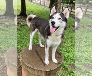 Siberian Husky Dogs for adoption in Cumming, GA, USA