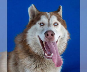 Siberian Husky Dogs for adoption in Pasadena, CA, USA