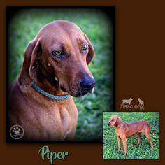 Redbone Coonhound-Unknown Mix Dogs for adoption in Sullivan, IN, USA