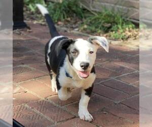 Basset Hound-Unknown Mix Dogs for adoption in Denison, TX, USA