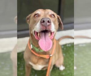 Labrador Retriever-Unknown Mix Dogs for adoption in Fayetteville, NC, USA