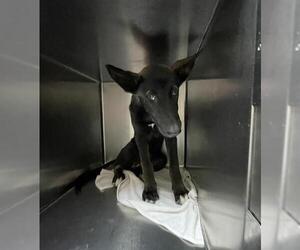 Mutt Dogs for adoption in Pasadena, CA, USA