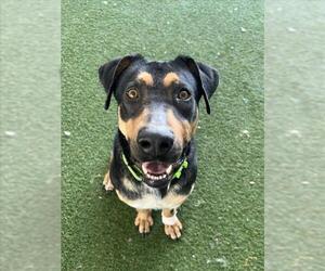 German Shepherd Dog-Unknown Mix Dogs for adoption in Woodland, CA, USA