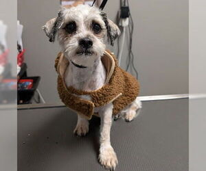 Maltese-Unknown Mix Dogs for adoption in Las Vegas, NV, USA