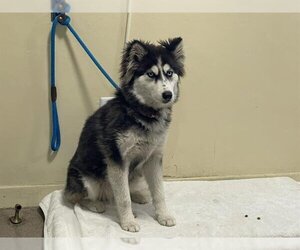 Siberian Husky Dogs for adoption in Pasadena, CA, USA