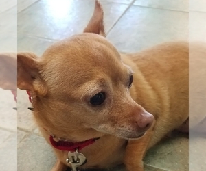 Medium Photo #1 Chihuahua Puppy For Sale in Fairfax, VA, USA