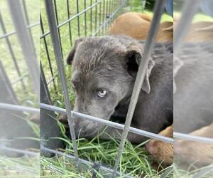 German Shepherd Dog-Unknown Mix Dogs for adoption in Waco, TX, USA