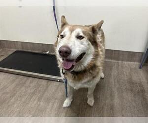 Siberian Husky Dogs for adoption in Pasadena, CA, USA