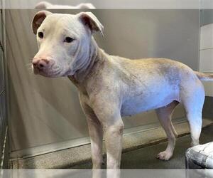 American Staffordshire Terrier-Unknown Mix Dogs for adoption in San Antonio, TX, USA
