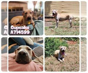 Chinese Shar-Pei-Unknown Mix Dogs for adoption in San Antonio, TX, USA