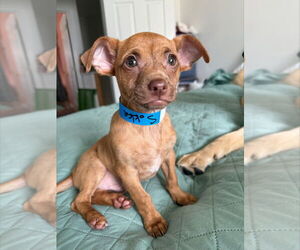 Chihuahua-Unknown Mix Dogs for adoption in Raleigh, NC, USA