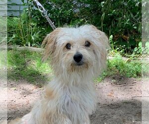 Maltese Dogs for adoption in Calverton, NY, USA