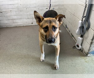 German Shepherd Dog-Unknown Mix Dogs for adoption in San Bernardino, CA, USA
