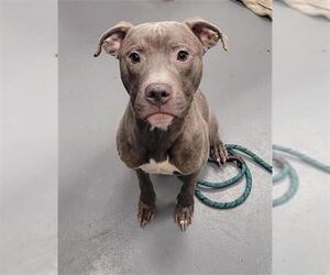 American Pit Bull Terrier Dogs for adoption in Peoria, IL, USA