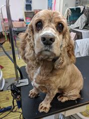 Cocker Spaniel Dogs for adoption in Lockport, NY, USA