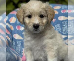 Borador Dogs for adoption in San Diego, CA, USA