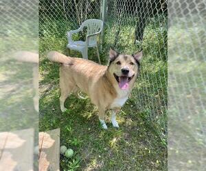 German Shepherd Dog-Unknown Mix Dogs for adoption in Peoria, IL, USA