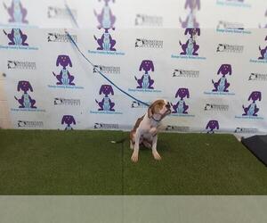 American Pit Bull Terrier Dogs for adoption in Orlando, FL, USA