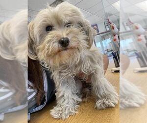 Maltese Dogs for adoption in Santa Cruz, CA, USA