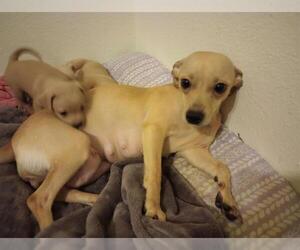Chihuahua-Unknown Mix Dogs for adoption in San Antonio, TX, USA