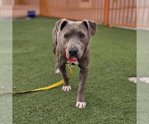 Mutt Dogs for adoption in Las Vegas, NV, USA