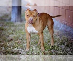 American Pit Bull Terrier Dogs for adoption in Pryor, OK, USA