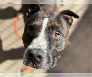 American Pit Bull Terrier Dogs for adoption in Tulsa, OK, USA