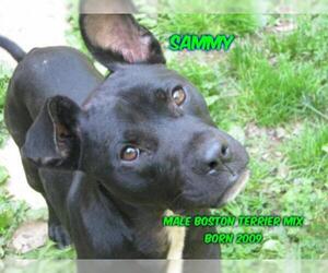 Boston Terrier-Unknown Mix Dogs for adoption in Huddleston, VA, USA