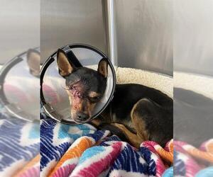 Miniature Pinscher-Unknown Mix Dogs for adoption in Rosenberg, TX, USA