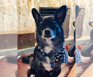 Chiranian Dogs for adoption in aurora, IL, USA