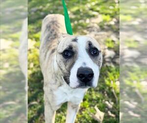 Mutt Dogs for adoption in Woodland, CA, USA