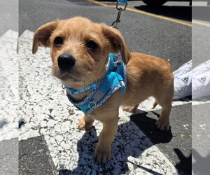 Mutt Dogs for adoption in Cliffwood, NJ, USA