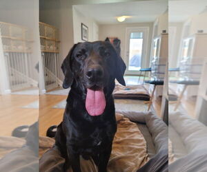 Great Dane-Unknown Mix Dogs for adoption in Elmsford, NY, USA