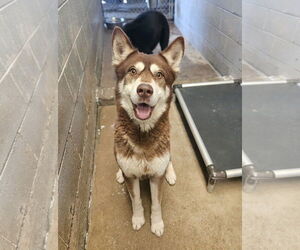 Huskies -Unknown Mix Dogs for adoption in El Centro, CA, USA