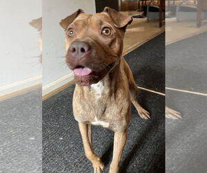 American Staffordshire Terrier-Chinese Shar-Pei Mix Dogs for adoption in Silver Spring, MD, USA