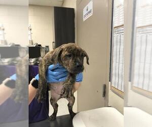 Plott Hound Dogs for adoption in Conroe, TX, USA